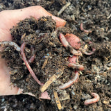 Composting with Worms - October 14th 11am -12pm