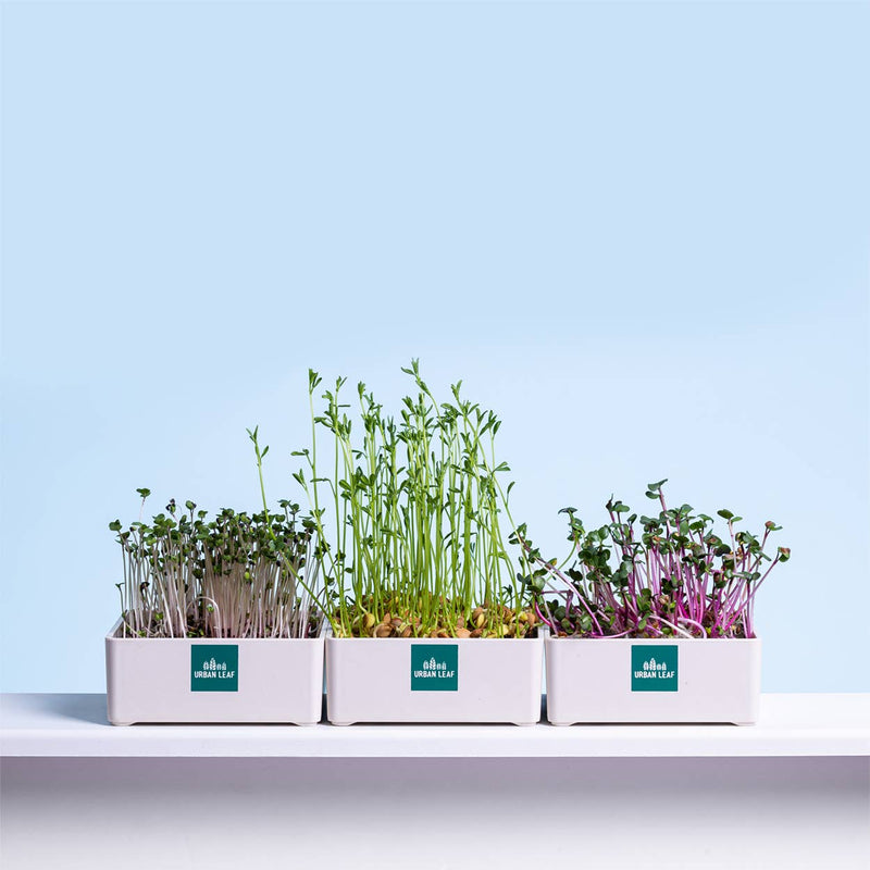Microgreens Growing Kit