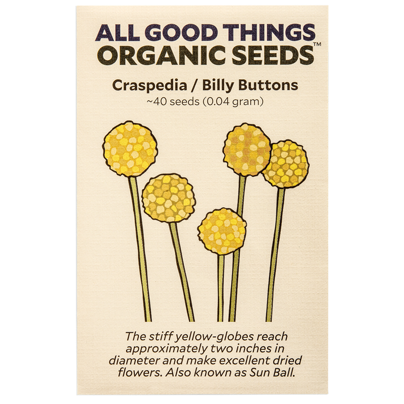 All Good Things Organic Seeds Craspedia/Billy Buttons