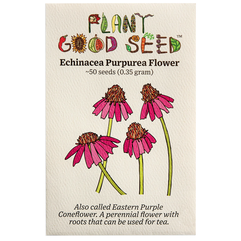 Echinacea Purpurea Flower Seeds