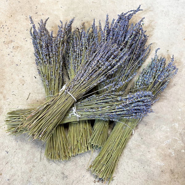 lavender plant dried Dried French Lavender Bundles – Golden Garden