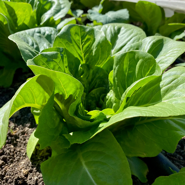Sucrine Romaine Lettuce Seeds