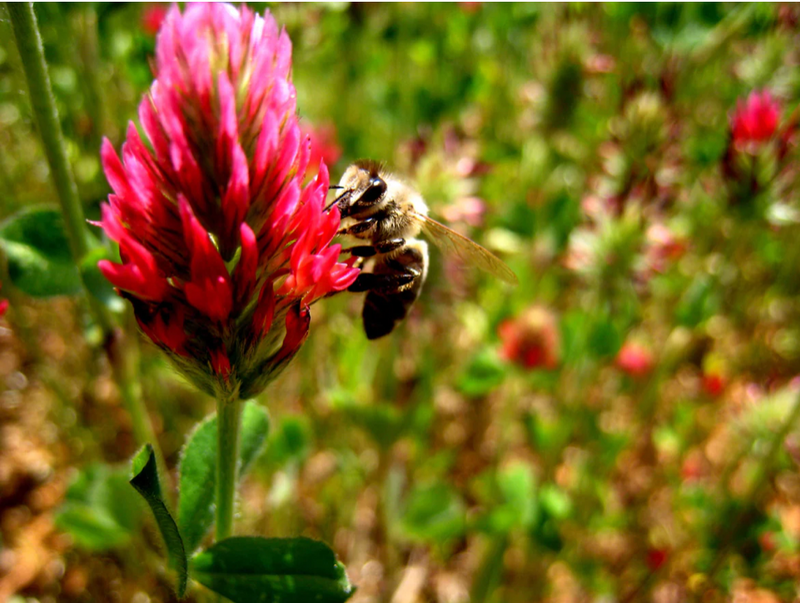 Crimson Clover Seeds