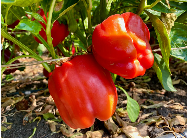 Chinese Giant Red Bell Pepper Seeds