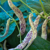 Dragon Tongue Snap Bean Seeds