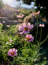 Daydream Cosmos Flower Seeds