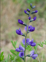 Wild Blue Indigo Seeds