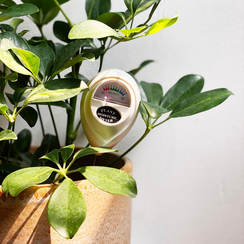 Moisture Meter