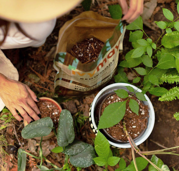 ivy may potting mix
